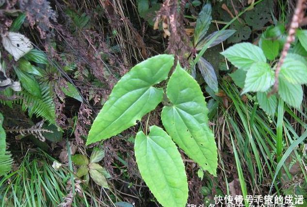 名字|羊特别喜欢吃的一种野草,名字使人反感,不过价格却很高