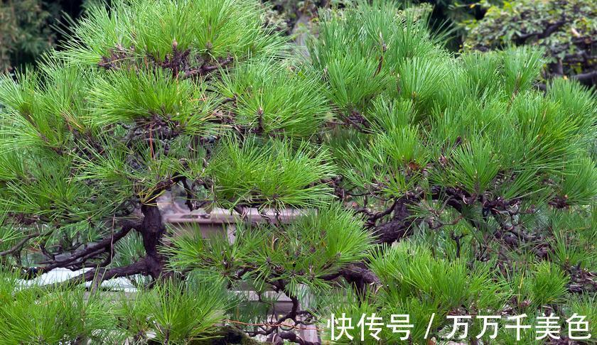 盆景|黑松盆景枝干横展，树冠如伞盖，针叶浓绿，四季常青，树姿古雅