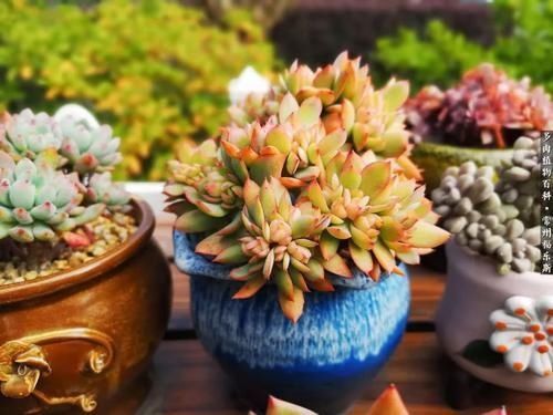 根系|养多肉,满足4个条件,上色快长满盆,人人见了都夸美