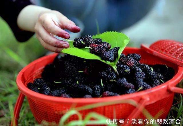桑葚|养生有道,先辨阴阳,这2味药材泡水喝,专门调理阴阳两虚