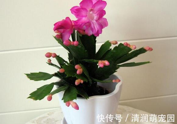 花友们|养殖蟹爪兰,做好4点,冬日开花叶子比花多