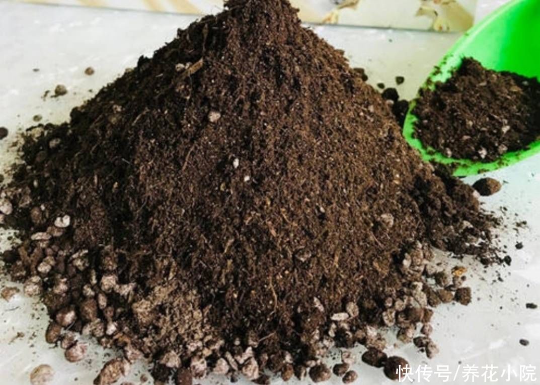 松针土|家里养花多，自制营养土，好用又省钱