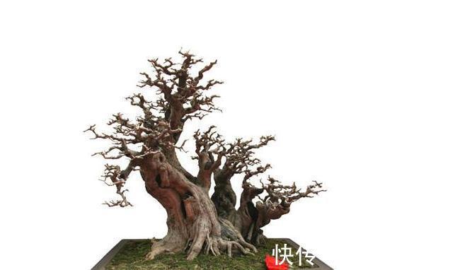 朴树肥水管理做好此几点,几个注意事项,枝繁叶绿