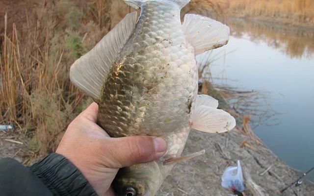 钓鱼|夏天下风口真的好钓鱼,只是要找对位置,还要用对方法