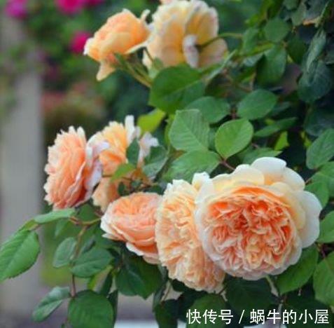 花开富贵|这几款花卉养在家里,净化空气,去除异味,还香飘满屋,心情好!