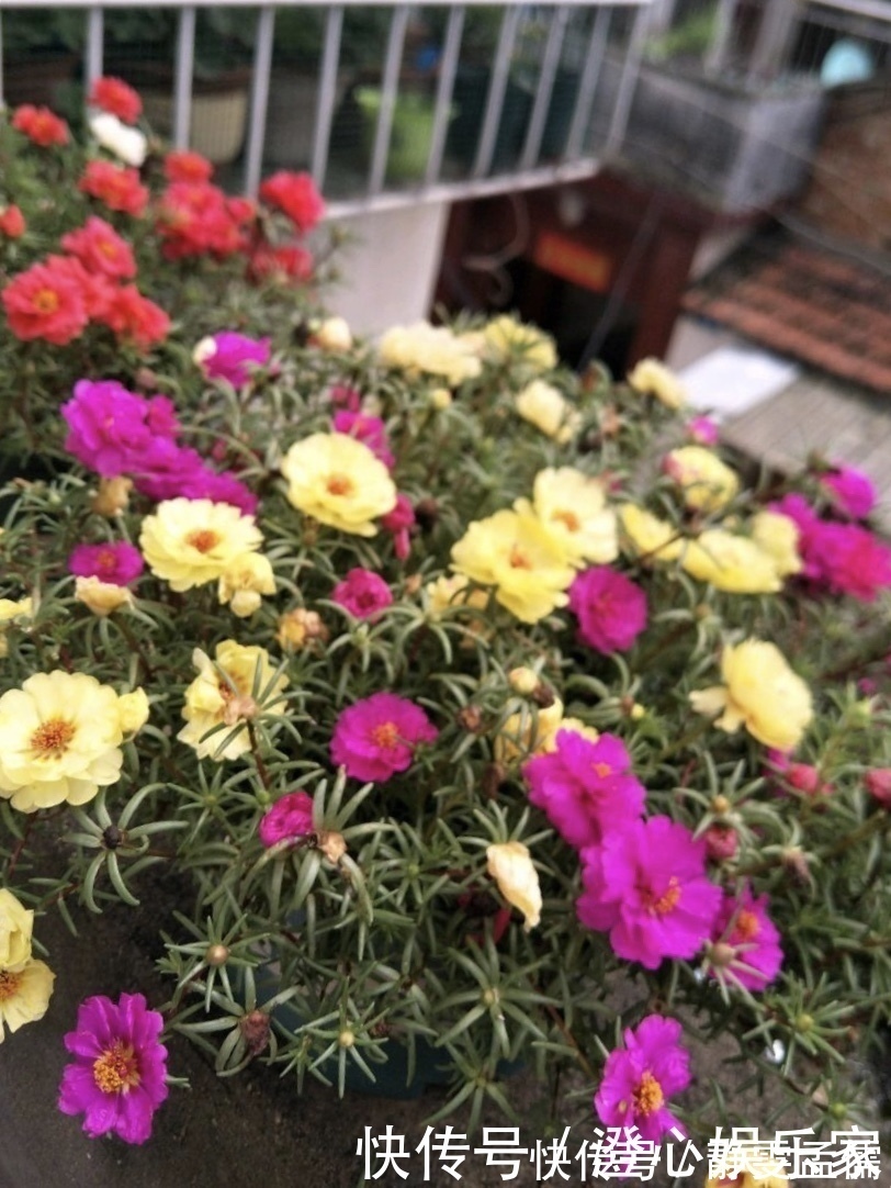 小苗|家庭养6种花“要当心”,容易出现“生物入侵”,天天起来要清理