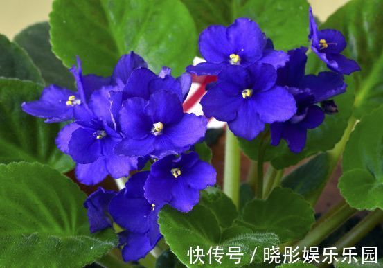 花海|4种花养在阳台,晒晒太阳就开花,轻松变成花海瀑布