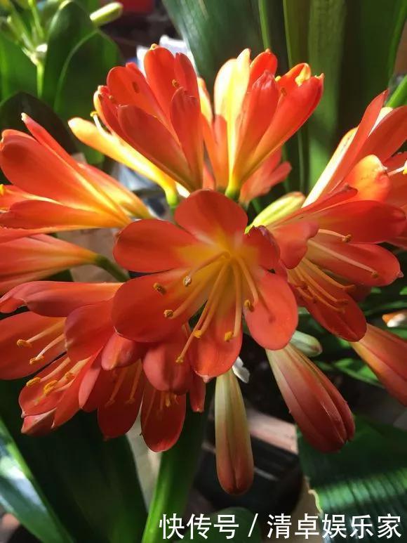 养花|养花技巧6种花须用小盆“挤着养”,控水好、长得旺!