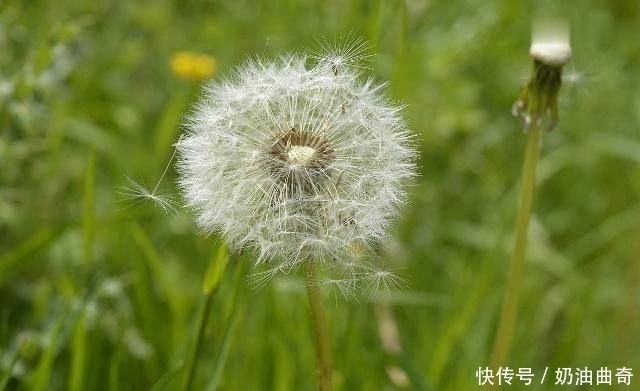 或许|秋季养生,常喝蒲公英泡水,身体或许会收获这3大好处,不妨一试