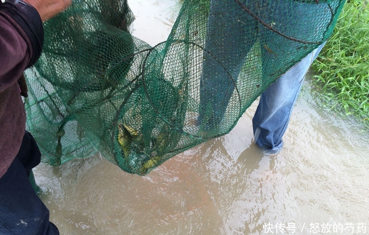 钓位|虽然水草处钓鱼效果不错,但忽视这5点,同样等于“”瞎胡跑”