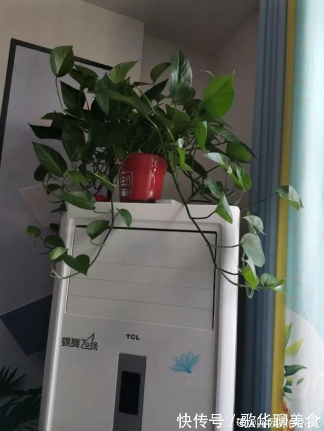 夏天养花,这个地方千万别摆,否则3天死翘翘