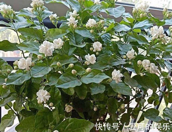 茉莉花这样养,老桩也会连续开花