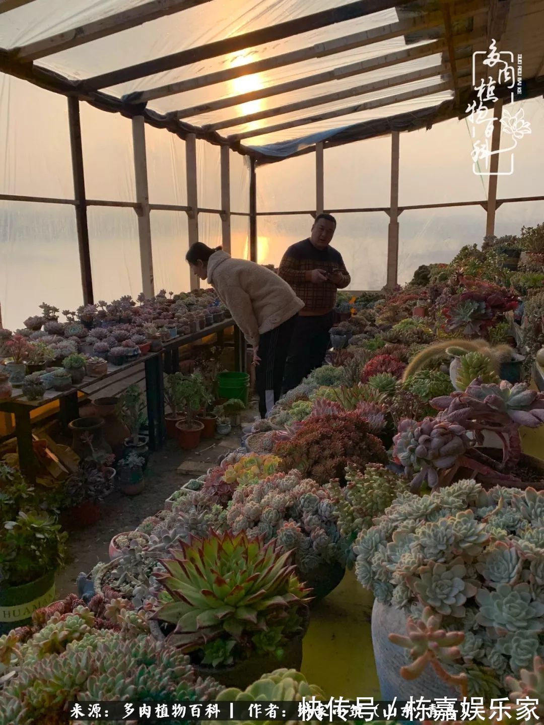 大棚|多肉住进暖棚,坦然越冬,放肆浇水,这个冬天有点甜!