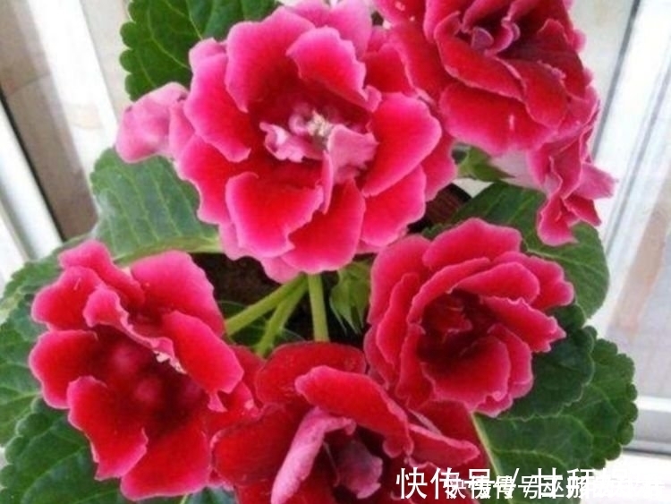 花瓣|4种花一开就是大半年，沾土就活，懒人新手都能养好，美成花海！