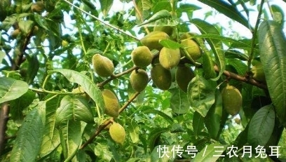 采摘|农村一种野果,每年只能采摘两次,一斤市场上能卖到50块