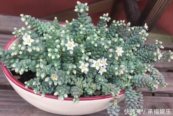 多肉植物中的“美人”,叶片圆滚滚,粉嫩嫩的,女朋友看了都嫉妒