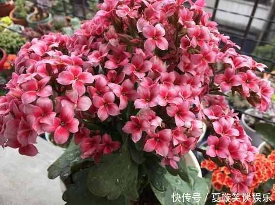 秋季养花浇花,甭用4类“夺命水”,不然浇一盆伤一盆