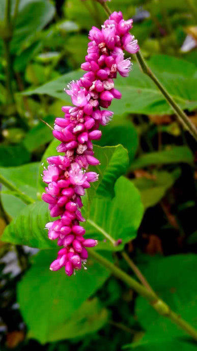 它是最美的“狗尾巴花”,漂亮好养,花期长,家里适合养一盆