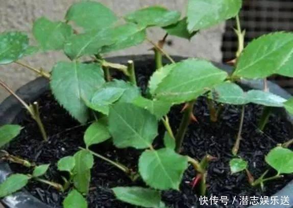 功效|怪不得老花农养花都喜欢用米醋,看了5大神奇功效,彻底被折服了