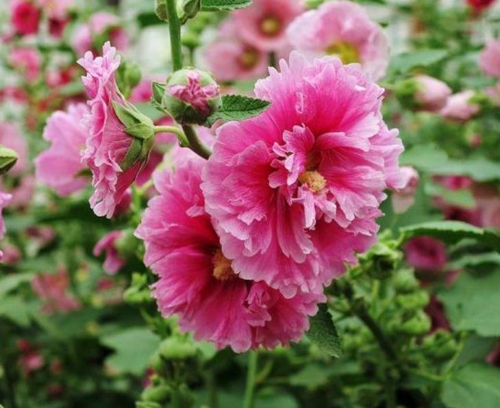 家里养此款花卉,开花特别漂亮,娇艳动人,花色繁多