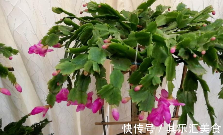 蟹爪兰冬日盆栽，掌握住4个窍门，一茬接一茬开花，又美又多