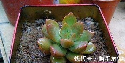 月饼盒|除了花盆之外,这些东西也是绝佳的养花神器,你用过吗?