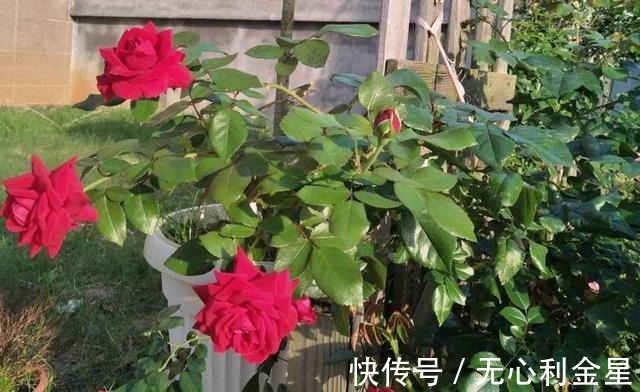 矾根|为了300㎡露台花园，毫不犹豫买了这房子，在城市屋顶过上田园生活！