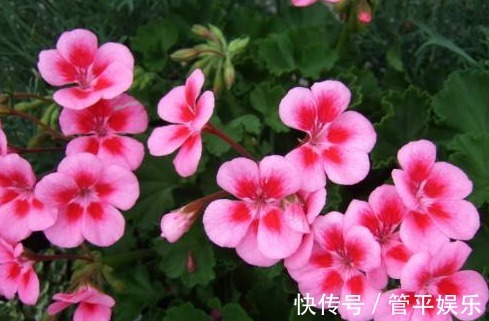 1种花“独受宠”,一开300天,比菊花好养又耐旱,新手也能养爆盆