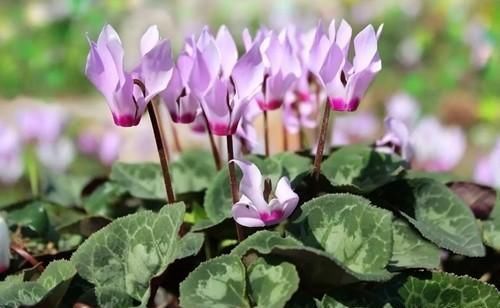 仙客来到现在光长叶子不生花苞，为什么？怎么办？