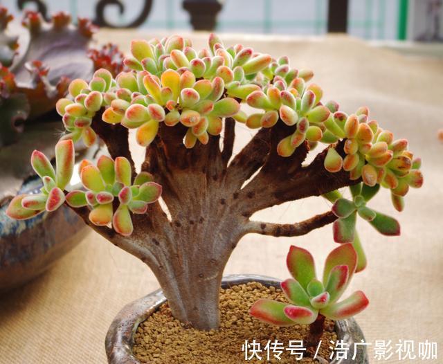 多肉|多肉全是“胡须”,这是“求救”信号,多肉爱好者要引起重视!