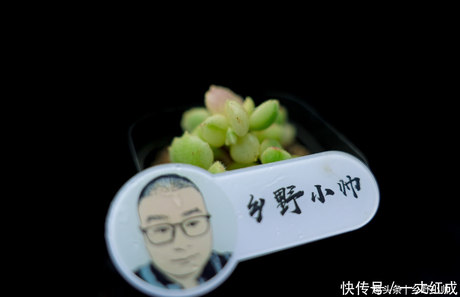 夏天不知道怎么给多肉浇水?听小帅告诉你,夏天可以这样浇水