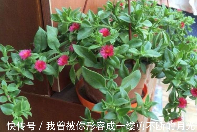 人养花,花也养人,家养3种花,漂亮还净化空气,美容又养颜!