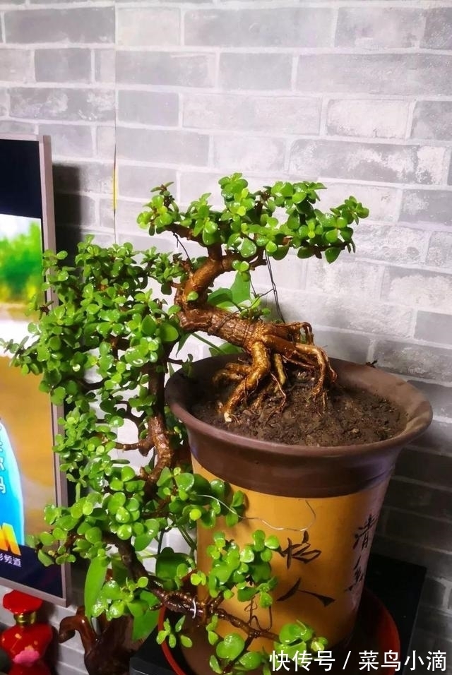 九种“皮实花”,多晒少管长得好,养成老桩更高档,绿萝没上榜