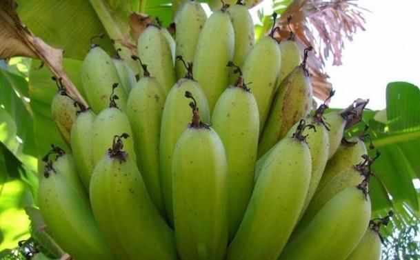 排毒|祛湿好时机,4种食物要多吃,轻松祛湿排毒,瘦出小蛮腰!