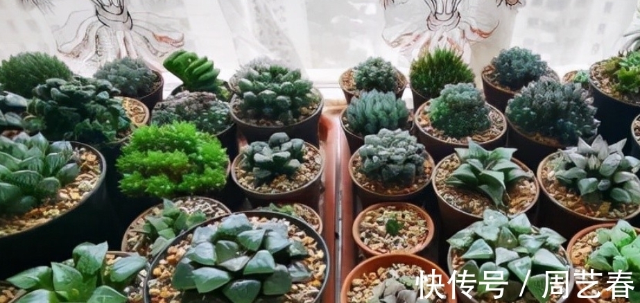 多肉植物玉露养护指南 叶子干瘪摊大饼该怎么办 粉紫色