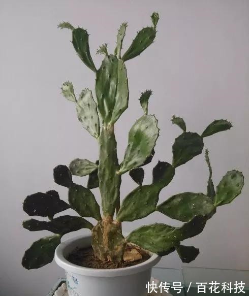 要点|60种多肉图鉴及养护要点,1分钟学会,超全超实用!