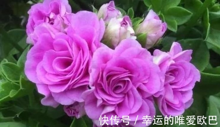 漂亮的4种花,比玫瑰好看,比绿萝好养,养一盆招财又纳福!