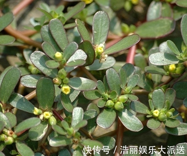 白发|有白头发先别染!马齿苋泡水加一宝,白发变黑发,还有惊喜变化