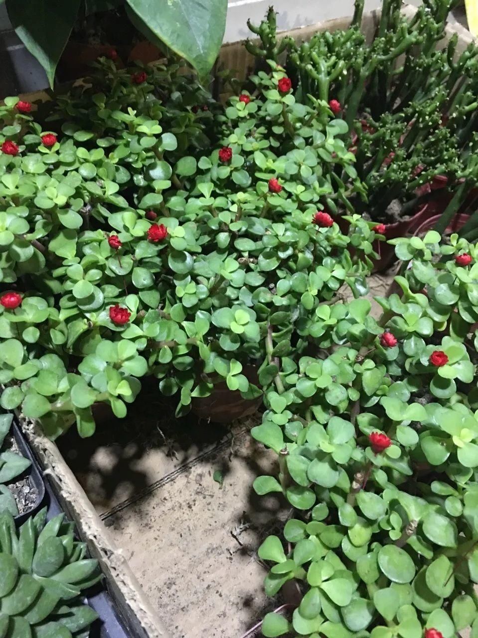 金枝玉叶开花了,真花长这样,很多人没见过