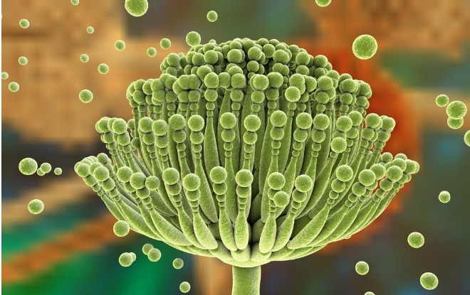 非转基因大豆|黄曲霉毒素很狡猾,如果你家里厨房有这5种情况,抓紧收拾