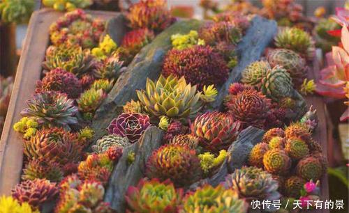 此款多肉,一个莲座只开一次花,开完就枯萎,长出新莲座!