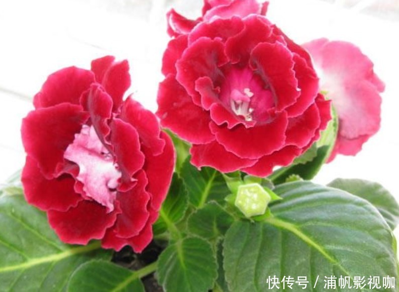 浇水|早上、中午、晚上浇花“区别大”难怪总是养不好花,要这样浇!