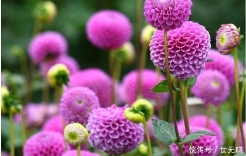 大吉大利|农村常见一种花,家里养殖一盆寓意新的一年大富大贵、大吉大利!