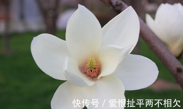 自然界中有些植物的“花序”为什么不尽相同,其中有什么秘密?