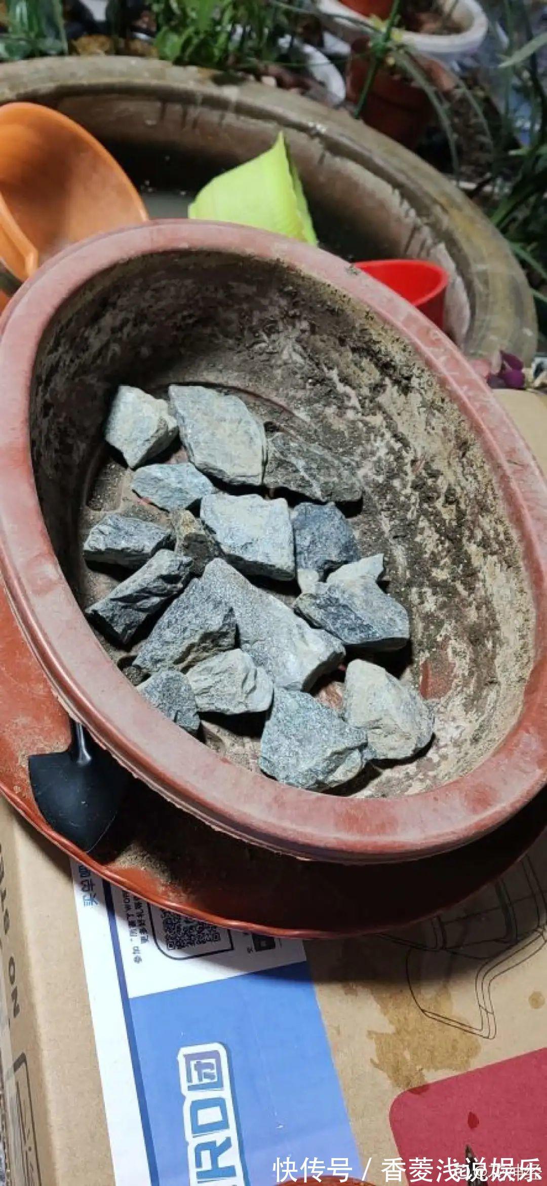 1把核桃垫盆底，不烂根、不招虫，疯长停不下来！