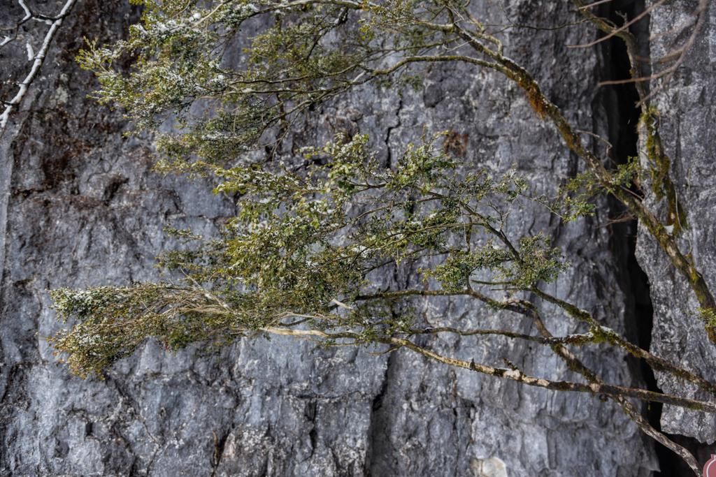 珍稀|建于悬崖边上的悬空步道，满布珍稀植物红豆杉，最古老的有上千年