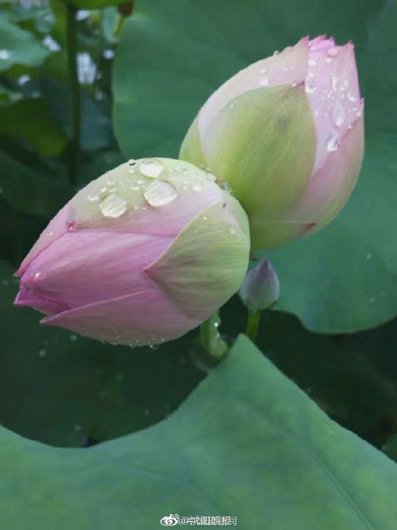 浙江|浙江发现八株并蒂莲