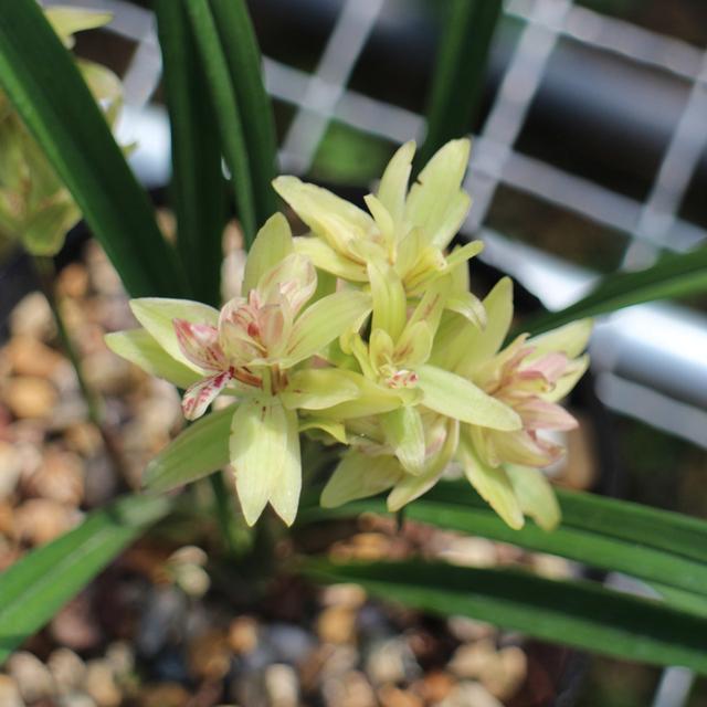 它被誉为“小劳模”,一年能开四五次,花姿雅致,新手也能养爆盆