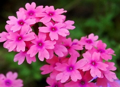 阳台养此款“喜水花”,越浇花苞“嗖嗖”爬满枝,开花艳丽惹人爱