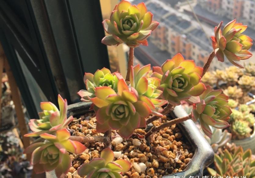 种类|这些种类的多肉适合用有一定高度的盆来栽种,大家不要选错花盆了